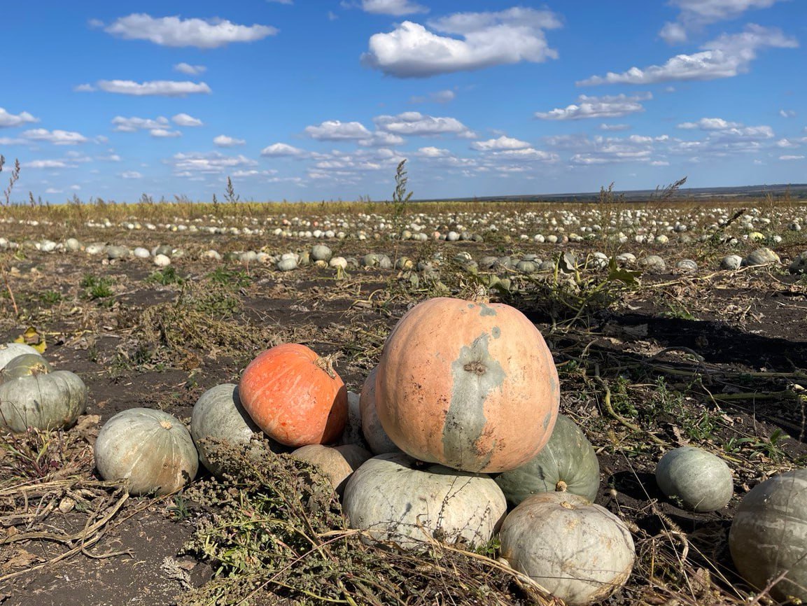 Саратовские аграрии вырастили богатый урожай «грызовой» тыквы с целебными семенами
